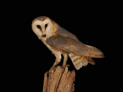 <i class='fa fa-user'></i>&nbsp;thijsglastra&nbsp;|   Kerkuil&nbsp; <i class='fa fa-eye'>&nbsp;752</i> &nbsp;<i class='fa fa-thumbs-up'>&nbsp;11</i> &nbsp; <i class='fa fa-comment-o'>&nbsp;19</i>