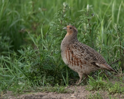 Onlangs ook de patrijs kunnen vastleggen.

Eerste keer voor mij dat ik deze fraaie vogel op de foto krijg.

7D II + 100-400 II. Vanuit camouflagetentje, op statief.