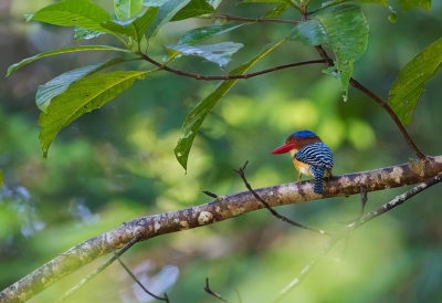 <i class='fa fa-user'></i>&nbsp;charlysax&nbsp;|   Zebraijsvogel&nbsp; <i class='fa fa-eye'>&nbsp;210</i> &nbsp; <i class='fa fa-comment-o'>&nbsp;2</i>