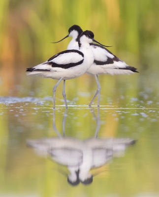 <i class='fa fa-user'></i>&nbsp;Henk Laverman&nbsp;|   Kluut&nbsp; <i class='fa fa-eye'>&nbsp;413</i> &nbsp;<i class='fa fa-thumbs-up'>&nbsp;6</i> &nbsp; <i class='fa fa-comment-o'>&nbsp;5</i>