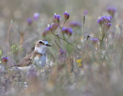 <i class='fa fa-user'></i>&nbsp;Alfred Berkhof&nbsp;|   Strandplevier&nbsp; <i class='fa fa-eye'>&nbsp;559</i> &nbsp;<i class='fa fa-thumbs-up'>&nbsp;11</i> &nbsp; <i class='fa fa-comment-o'>&nbsp;10</i>