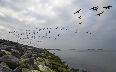 <i class='fa fa-user'></i>&nbsp;Bert Ooms&nbsp;|   Rotgans&nbsp; <i class='fa fa-eye'>&nbsp;379</i> &nbsp;<i class='fa fa-thumbs-up'>&nbsp;4</i> &nbsp; <i class='fa fa-comment-o'>&nbsp;3</i>