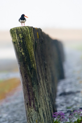 <i class='fa fa-user'></i>&nbsp;Hans Overduin&nbsp;|   Scholekster&nbsp; <i class='fa fa-eye'>&nbsp;446</i> &nbsp;<i class='fa fa-thumbs-up'>&nbsp;11</i> &nbsp; <i class='fa fa-comment-o'>&nbsp;11</i>