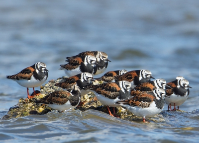 <i class='fa fa-user'></i>&nbsp;Daan Schoonhoven&nbsp;|   Steenloper&nbsp; <i class='fa fa-eye'>&nbsp;571</i> &nbsp;<i class='fa fa-thumbs-up'>&nbsp;4</i> &nbsp; <i class='fa fa-comment-o'>&nbsp;8</i>