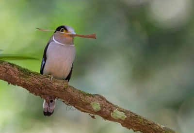 <i class='fa fa-user'></i>&nbsp;charlysax&nbsp;|   Wenkbrauwbreedbek&nbsp; <i class='fa fa-eye'>&nbsp;232</i> &nbsp;<i class='fa fa-thumbs-up'>&nbsp;1</i> &nbsp; <i class='fa fa-comment-o'>&nbsp;5</i>