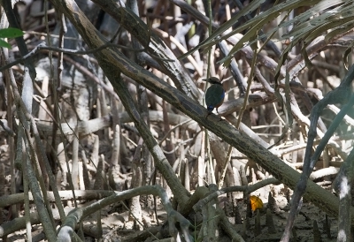 <i class='fa fa-user'></i>&nbsp;charlysax&nbsp;|   Mangrovepitta&nbsp; <i class='fa fa-eye'>&nbsp;239</i> &nbsp; <i class='fa fa-comment-o'>&nbsp;6</i>