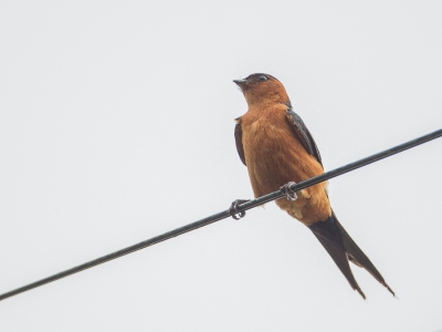 <i class='fa fa-user'></i>&nbsp;Paul van Giersbergen&nbsp;|   Roodbuikzwaluw&nbsp; <i class='fa fa-eye'>&nbsp;227</i> &nbsp; <i class='fa fa-comment-o'>&nbsp;0</i>