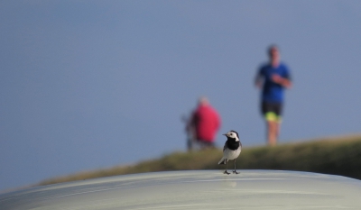 <i class='fa fa-user'></i>&nbsp;sieb&nbsp;|   Witte Kwikstaart&nbsp; <i class='fa fa-eye'>&nbsp;413</i> &nbsp;<i class='fa fa-thumbs-up'>&nbsp;4</i> &nbsp; <i class='fa fa-comment-o'>&nbsp;9</i>