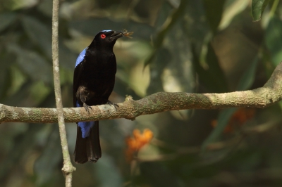 <i class='fa fa-user'></i>&nbsp;Martjan Lammertink&nbsp;|   Indische Blauwrug&nbsp; <i class='fa fa-eye'>&nbsp;226</i> &nbsp;<i class='fa fa-thumbs-up'>&nbsp;1</i> &nbsp; <i class='fa fa-comment-o'>&nbsp;1</i>