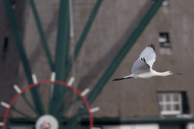 <i class='fa fa-user'></i>&nbsp;Marie-Jos� Boon&nbsp;|   Lepelaar&nbsp; <i class='fa fa-eye'>&nbsp;322</i> &nbsp;<i class='fa fa-thumbs-up'>&nbsp;4</i> &nbsp; <i class='fa fa-comment-o'>&nbsp;8</i>