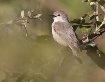<i class='fa fa-user'></i>&nbsp;loek van de Leur&nbsp;|   Tuinfluiter&nbsp; <i class='fa fa-eye'>&nbsp;311</i> &nbsp;<i class='fa fa-thumbs-up'>&nbsp;1</i> &nbsp; <i class='fa fa-comment-o'>&nbsp;4</i>