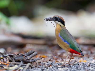 <i class='fa fa-user'></i>&nbsp;Paul van Giersbergen&nbsp;|   Mangrovepitta&nbsp; <i class='fa fa-eye'>&nbsp;299</i> &nbsp;<i class='fa fa-thumbs-up'>&nbsp;3</i> &nbsp; <i class='fa fa-comment-o'>&nbsp;6</i>