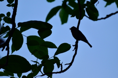 Het was nog vroeg toen ik besloot om een roepende vink te fotograferen. Toen deze op een mooi takje van een notenboom met tegenlicht ging zitten vond ik het een goede gelegenheid om eens een silhouette te maken.