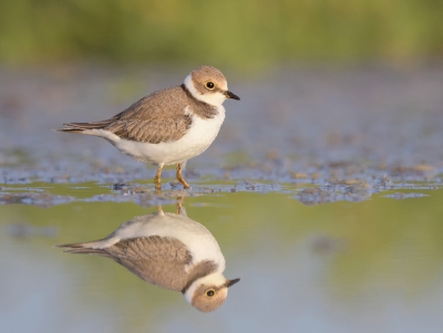 <i class='fa fa-user'></i>&nbsp;Henk Laverman&nbsp;|   Kleine Plevier&nbsp; <i class='fa fa-eye'>&nbsp;314</i> &nbsp;<i class='fa fa-thumbs-up'>&nbsp;3</i> &nbsp; <i class='fa fa-comment-o'>&nbsp;4</i>