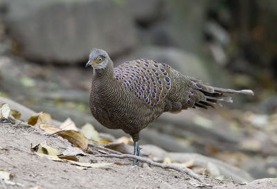 <i class='fa fa-user'></i>&nbsp;charlysax&nbsp;|   Spiegelpauw&nbsp; <i class='fa fa-eye'>&nbsp;205</i> &nbsp;<i class='fa fa-thumbs-up'>&nbsp;2</i> &nbsp; <i class='fa fa-comment-o'>&nbsp;3</i>