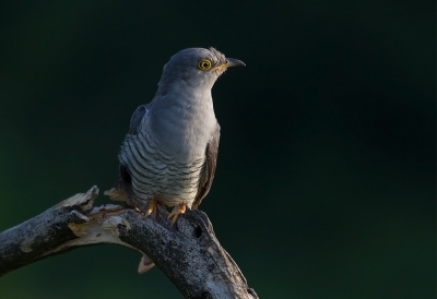 <i class='fa fa-user'></i>&nbsp;charlysax&nbsp;|   Koekoek&nbsp; <i class='fa fa-eye'>&nbsp;314</i> &nbsp; <i class='fa fa-comment-o'>&nbsp;5</i>