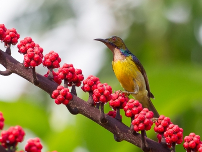 <i class='fa fa-user'></i>&nbsp;Paul van Giersbergen&nbsp;|   Bruinkeelhoningzuiger&nbsp; <i class='fa fa-eye'>&nbsp;206</i> &nbsp; <i class='fa fa-comment-o'>&nbsp;3</i>