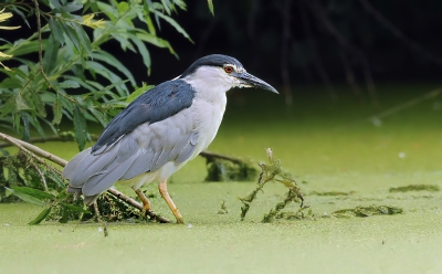 En van een 2-tal Kwakken die al geruime tijd in de omgeving Alphen a/d Rijn. Nakomelingen van een aantal jaren geleden ontsnapte exemplaren uit Avifauna. Echter nu volkomen verwilderd.