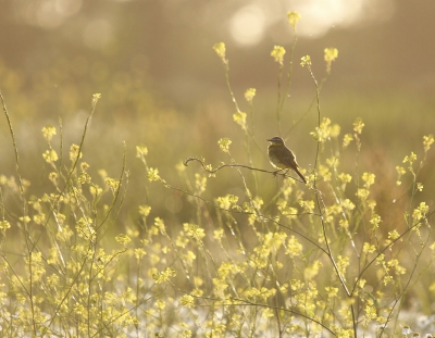 <i class='fa fa-user'></i>&nbsp;Fons Hoiting&nbsp;|   Gele Kwikstaart&nbsp; <i class='fa fa-eye'>&nbsp;285</i> &nbsp; <i class='fa fa-comment-o'>&nbsp;7</i>