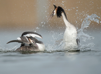 <i class='fa fa-user'></i>&nbsp;Wilfried Solarz&nbsp;|   Fuut&nbsp; <i class='fa fa-eye'>&nbsp;411</i> &nbsp;<i class='fa fa-thumbs-up'>&nbsp;4</i> &nbsp; <i class='fa fa-comment-o'>&nbsp;6</i>