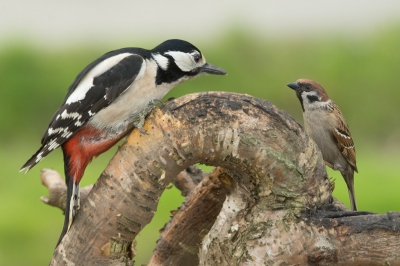 <i class='fa fa-user'></i>&nbsp;Truus Aletta Maan&nbsp;|   Grote Bonte Specht&nbsp; <i class='fa fa-eye'>&nbsp;467</i> &nbsp;<i class='fa fa-thumbs-up'>&nbsp;3</i> &nbsp; <i class='fa fa-comment-o'>&nbsp;7</i>