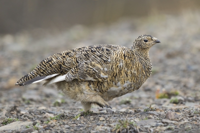 <i class='fa fa-user'></i>&nbsp;Peter Soer&nbsp;|   Alpensneeuwhoen&nbsp; <i class='fa fa-eye'>&nbsp;253</i> &nbsp; <i class='fa fa-comment-o'>&nbsp;1</i>