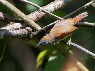 <i class='fa fa-user'></i>&nbsp;Paul van Giersbergen&nbsp;|   Roodvleugelboomtimalia&nbsp; <i class='fa fa-eye'>&nbsp;204</i> &nbsp; <i class='fa fa-comment-o'>&nbsp;0</i>