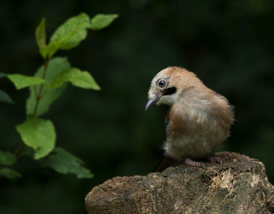 <i class='fa fa-user'></i>&nbsp;henkdikkers&nbsp;|   Gaai&nbsp; <i class='fa fa-eye'>&nbsp;269</i> &nbsp; <i class='fa fa-comment-o'>&nbsp;8</i>