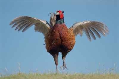 <i class='fa fa-user'></i>&nbsp;Harry Jamont&nbsp;|   Fazant&nbsp; <i class='fa fa-eye'>&nbsp;455</i> &nbsp;<i class='fa fa-thumbs-up'>&nbsp;6</i> &nbsp; <i class='fa fa-comment-o'>&nbsp;14</i>