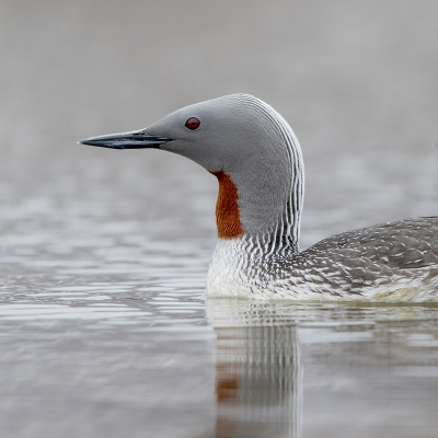 <i class='fa fa-user'></i>&nbsp;Peter Soer&nbsp;|   Roodkeelduiker&nbsp; <i class='fa fa-eye'>&nbsp;464</i> &nbsp;<i class='fa fa-thumbs-up'>&nbsp;2</i> &nbsp; <i class='fa fa-comment-o'>&nbsp;5</i>