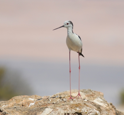 <i class='fa fa-user'></i>&nbsp;rietgors&nbsp;|   Steltkluut&nbsp; <i class='fa fa-eye'>&nbsp;511</i> &nbsp;<i class='fa fa-thumbs-up'>&nbsp;13</i> &nbsp; <i class='fa fa-comment-o'>&nbsp;13</i>