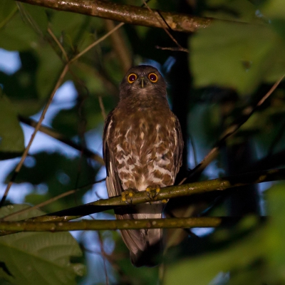 <i class='fa fa-user'></i>&nbsp;Paul van Giersbergen&nbsp;|   Zuid-Aziatische Valkuil&nbsp; <i class='fa fa-eye'>&nbsp;277</i> &nbsp; <i class='fa fa-comment-o'>&nbsp;2</i>