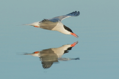 <i class='fa fa-user'></i>&nbsp;olivier colle&nbsp;|   Visdief&nbsp; <i class='fa fa-eye'>&nbsp;538</i> &nbsp;<i class='fa fa-thumbs-up'>&nbsp;11</i> &nbsp; <i class='fa fa-comment-o'>&nbsp;7</i>