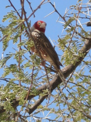 Op de campsite Okaukujo in het Etosha Natl Park. Namibie. In dezelfde acacia zat een enorm nest van de Sociable Weaver.