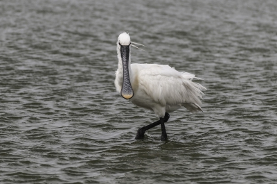 Het is gewoon een fascinerende vogel, die ik eindelijk met een nieuw objectief kon opnemen.