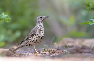 <i class='fa fa-user'></i>&nbsp;Henk Laverman&nbsp;|   Grote Lijster&nbsp; <i class='fa fa-eye'>&nbsp;313</i> &nbsp; <i class='fa fa-comment-o'>&nbsp;4</i>