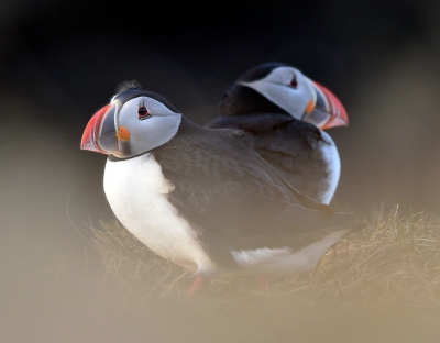 Een van de onvergetelijke belevenissen op ijsland; de puffins op de rotsen in de buurt van Vik. Tegen zonsondergang kwamen hele groepen terug van het foerageren op de oceaan. Ze nestelden nog niet dus geen visjes in de bek. Languit liggend in het dorre gras is deze opname uit de hand gemaakt. Zo waren ze goed benaderbaar. Het is te zien dat het hard waaide maar het deerde me niet en de puffins evenmin. Onvergetelijk!!

foto van Willy