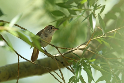 <i class='fa fa-user'></i>&nbsp;Frank Kremer&nbsp;|   Nachtegaal&nbsp; <i class='fa fa-eye'>&nbsp;247</i> &nbsp; <i class='fa fa-comment-o'>&nbsp;1</i>