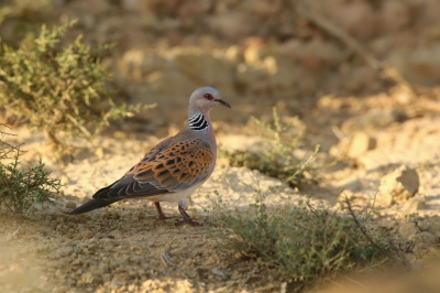 <i class='fa fa-user'></i>&nbsp;Frank Kremer&nbsp;|   Zomertortel&nbsp; <i class='fa fa-eye'>&nbsp;419</i> &nbsp;<i class='fa fa-thumbs-up'>&nbsp;3</i> &nbsp; <i class='fa fa-comment-o'>&nbsp;9</i>