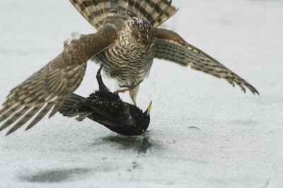 <i class='fa fa-user'></i>&nbsp;Fons Hoiting&nbsp;|   Sperwer&nbsp; <i class='fa fa-eye'>&nbsp;790</i> &nbsp;<i class='fa fa-thumbs-up'>&nbsp;8</i> &nbsp; <i class='fa fa-comment-o'>&nbsp;20</i>