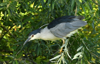 Deze kwak liet zich in alle poses fotograferen. Constant jagend op baarzen. Bijzonder leuk om deze soort voor de lens te krijgen.