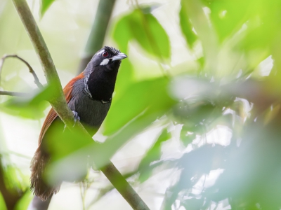 <i class='fa fa-user'></i>&nbsp;Paul van Giersbergen&nbsp;|   Zwartkeelboomtimalia&nbsp; <i class='fa fa-eye'>&nbsp;192</i> &nbsp; <i class='fa fa-comment-o'>&nbsp;1</i>