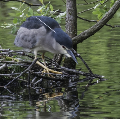 Ook in dit vogelparadijs, de Petit Camarque, is de Kwak heel zeldzaam.
Het was indrukwekkend hem te ontmoeten.