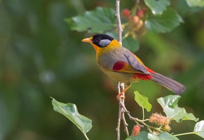 <i class='fa fa-user'></i>&nbsp;charlysax&nbsp;|   Zilveroortimalia&nbsp; <i class='fa fa-eye'>&nbsp;266</i> &nbsp;<i class='fa fa-thumbs-up'>&nbsp;7</i> &nbsp; <i class='fa fa-comment-o'>&nbsp;7</i>