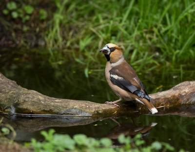 De afgelopen tijd hebben de vogels gretig gebruik gemaakt van het kleine poeltje voor de hut.  Heb er een stronk ingelegd zodat ze gemakkelijk bij het water kunnen. Dat wordt zeer gewaardeerd. Komisch gezicht hoe de meesjes dat aanpakken. Spannend wordt het echter als ineens een zeldzame gast zich meldt. Dat gebeurde vanmiddag met als gevolg een behoorlijke dosis adrenaline.

foto van Willy