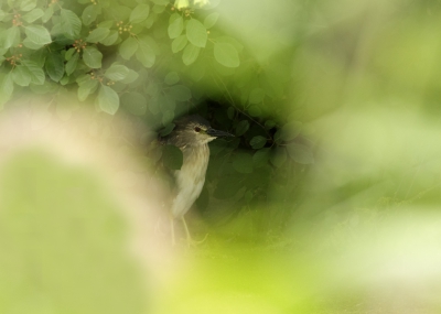 <i class='fa fa-user'></i>&nbsp;Kees Kroon&nbsp;|   Kwak&nbsp; <i class='fa fa-eye'>&nbsp;418</i> &nbsp;<i class='fa fa-thumbs-up'>&nbsp;10</i> &nbsp; <i class='fa fa-comment-o'>&nbsp;15</i>