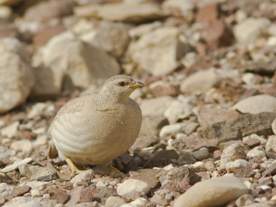 <i class='fa fa-user'></i>&nbsp;JHR&nbsp;|   Arabische Woestijnpatrijs&nbsp; <i class='fa fa-eye'>&nbsp;279</i> &nbsp; <i class='fa fa-comment-o'>&nbsp;2</i>