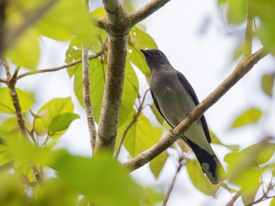 <i class='fa fa-user'></i>&nbsp;Paul van Giersbergen&nbsp;|   Dwergrupsvogel&nbsp; <i class='fa fa-eye'>&nbsp;156</i> &nbsp; <i class='fa fa-comment-o'>&nbsp;0</i>