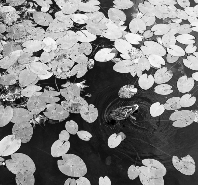 <i class='fa fa-user'></i>&nbsp;Henri Aantjes&nbsp;|   Wilde Eend&nbsp; <i class='fa fa-eye'>&nbsp;345</i> &nbsp;<i class='fa fa-thumbs-up'>&nbsp;2</i> &nbsp; <i class='fa fa-comment-o'>&nbsp;3</i>