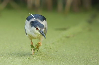 <i class='fa fa-user'></i>&nbsp;Frank Kremer&nbsp;|   Kwak&nbsp; <i class='fa fa-eye'>&nbsp;430</i> &nbsp;<i class='fa fa-thumbs-up'>&nbsp;4</i> &nbsp; <i class='fa fa-comment-o'>&nbsp;4</i>